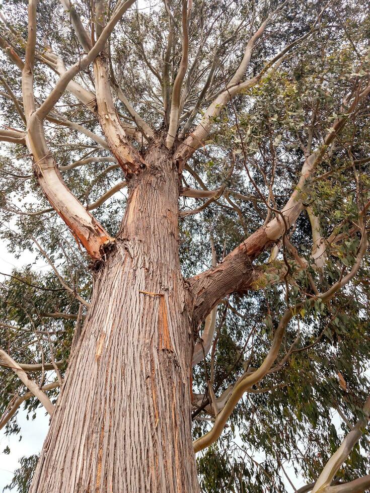 rot Fadenrinde Baum foto