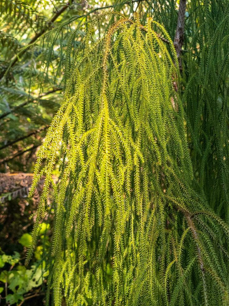 Rimu Baum im Neu Neuseeland foto