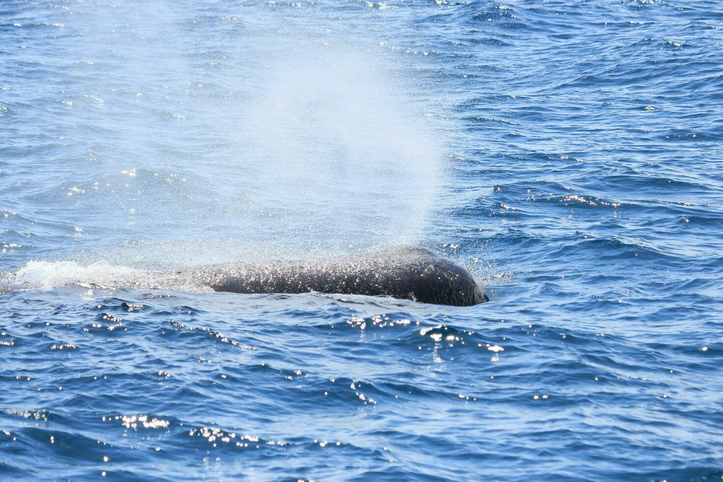 Sperma Wal im Neu Neuseeland foto