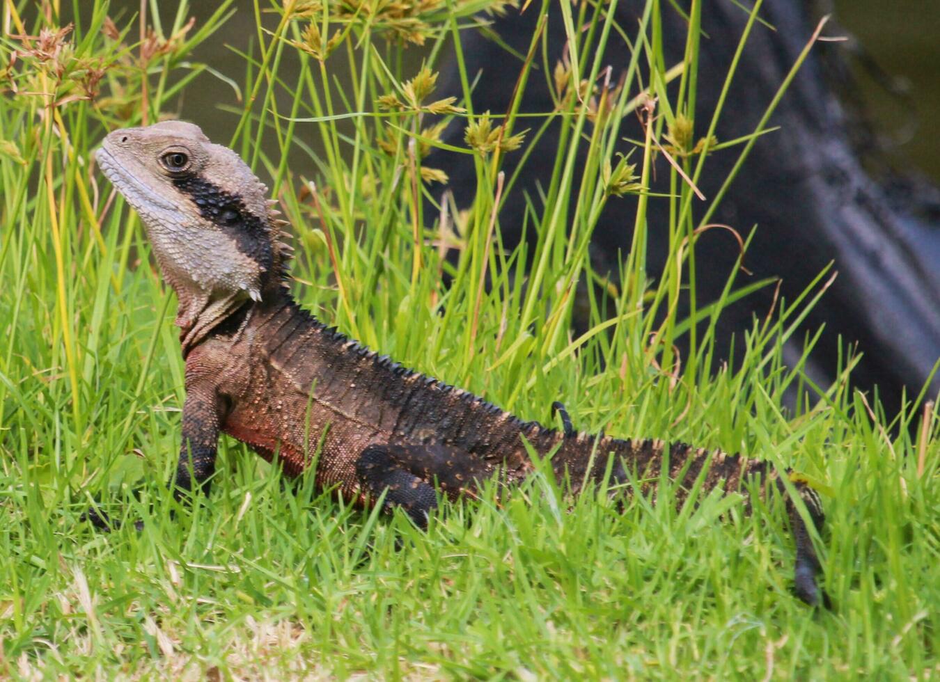 Wasser Drachen im Australien foto