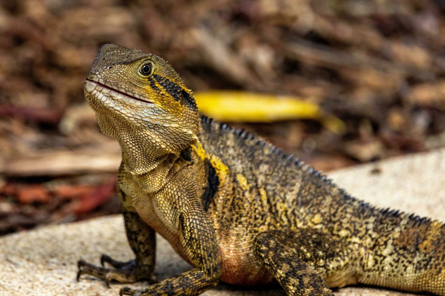 Wasser Drachen im Australien foto