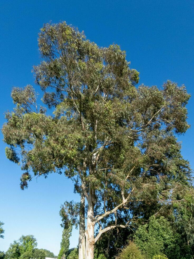 Gelb Eisenrinde Baum foto