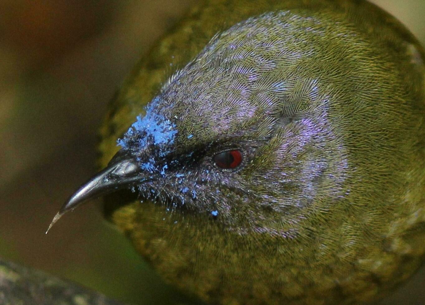 Glockenvogel im Neu Neuseeland foto