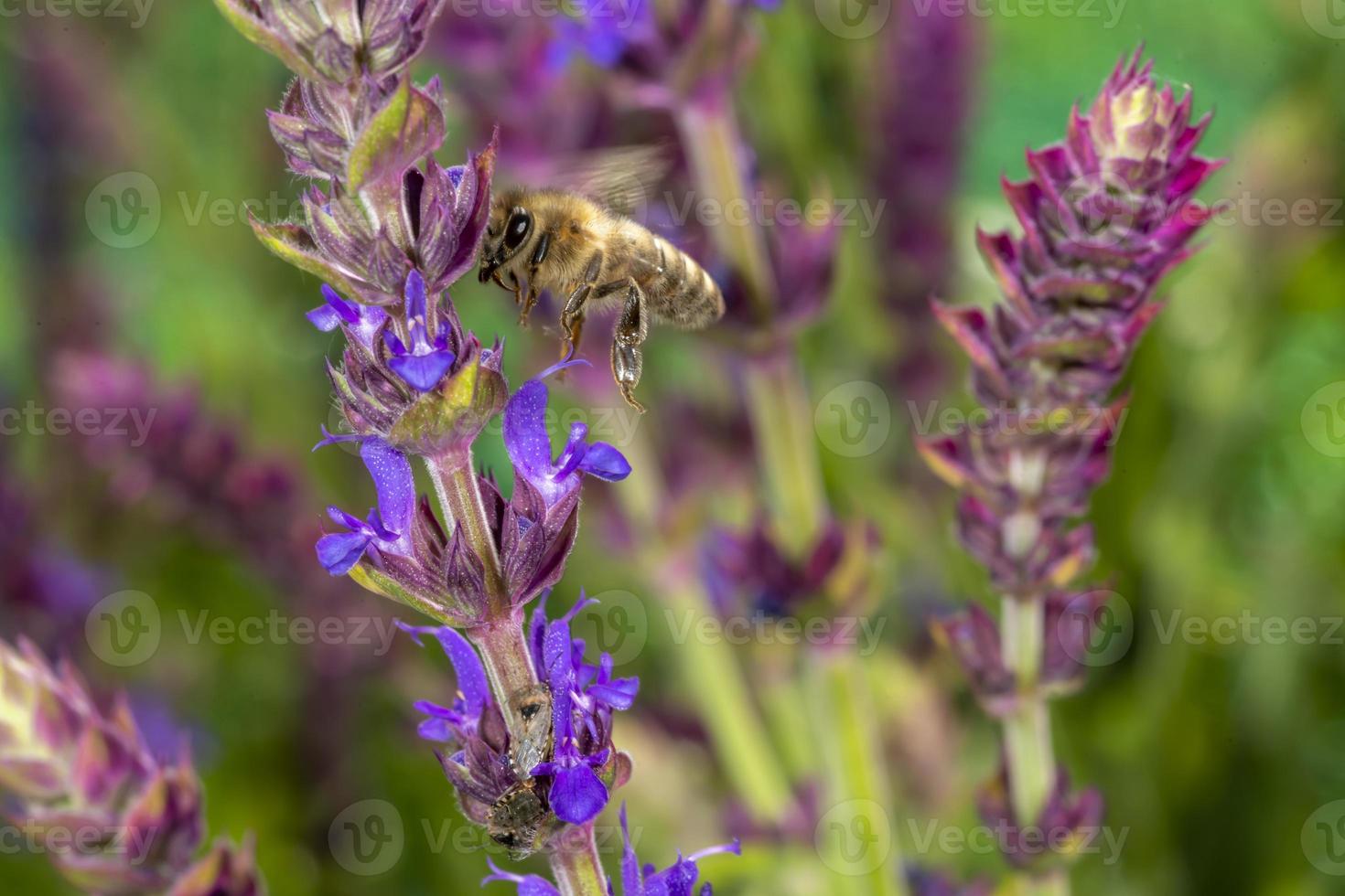 Honigbiene im Frühling fliegt zu einer Rosmarinblüte foto