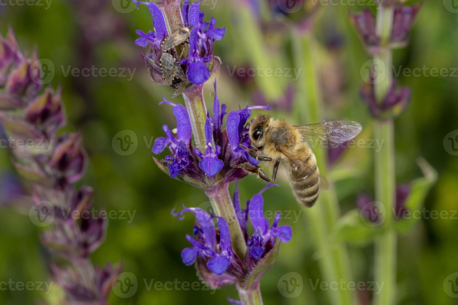 Honigbiene im Frühling fliegt zu einer Rosmarinblüte foto