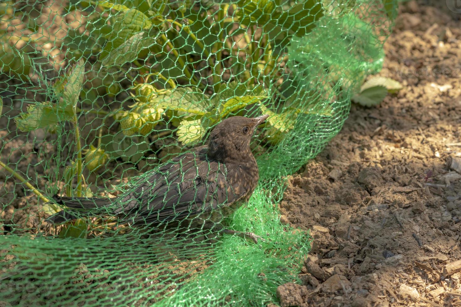 junge Amsel wird in einem Netz in einem Erdbeerfeld gefangen foto