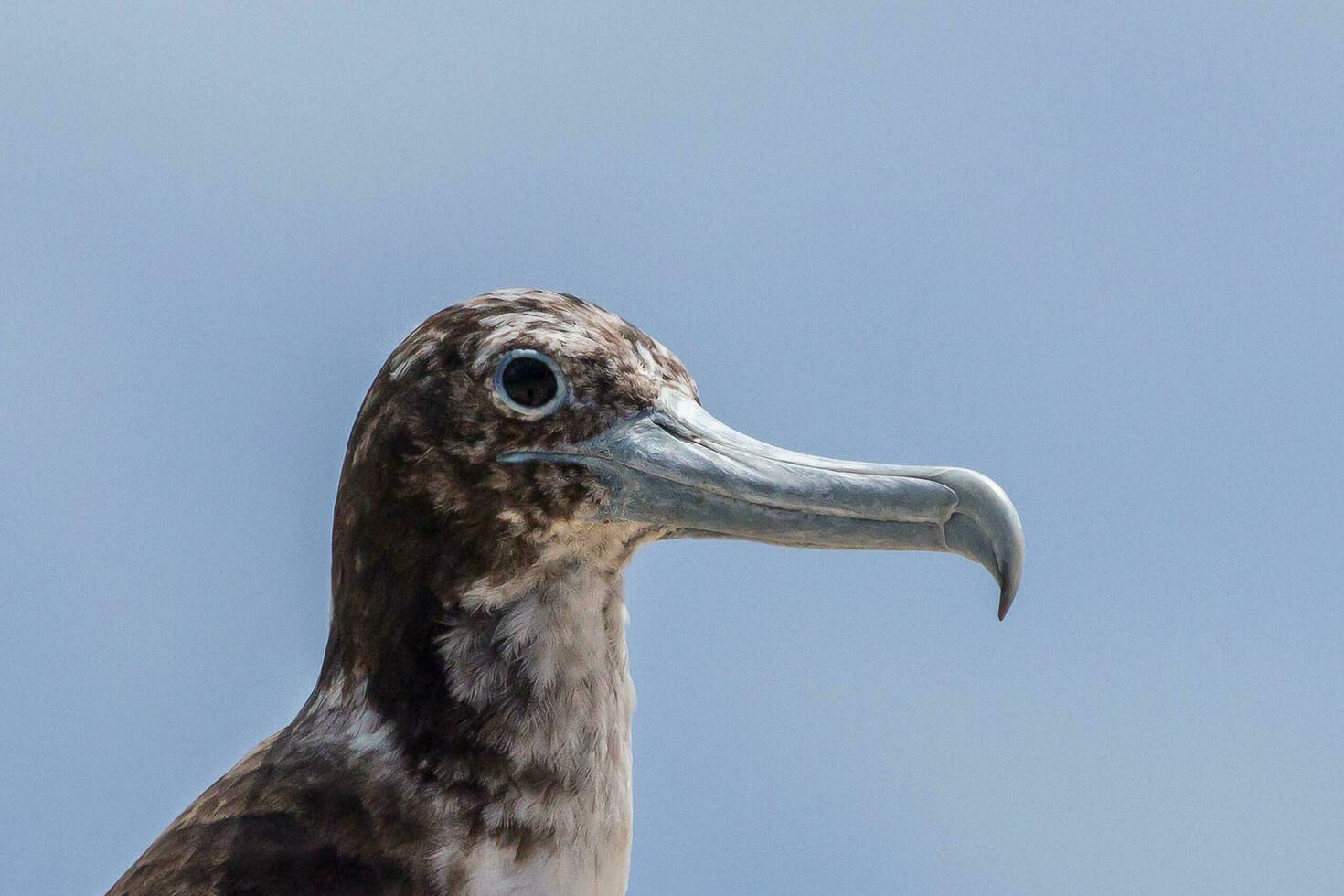 großartig Fregattvogel im Australien foto