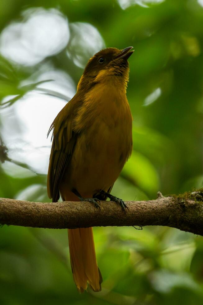 golden Laubvogel im Australien foto