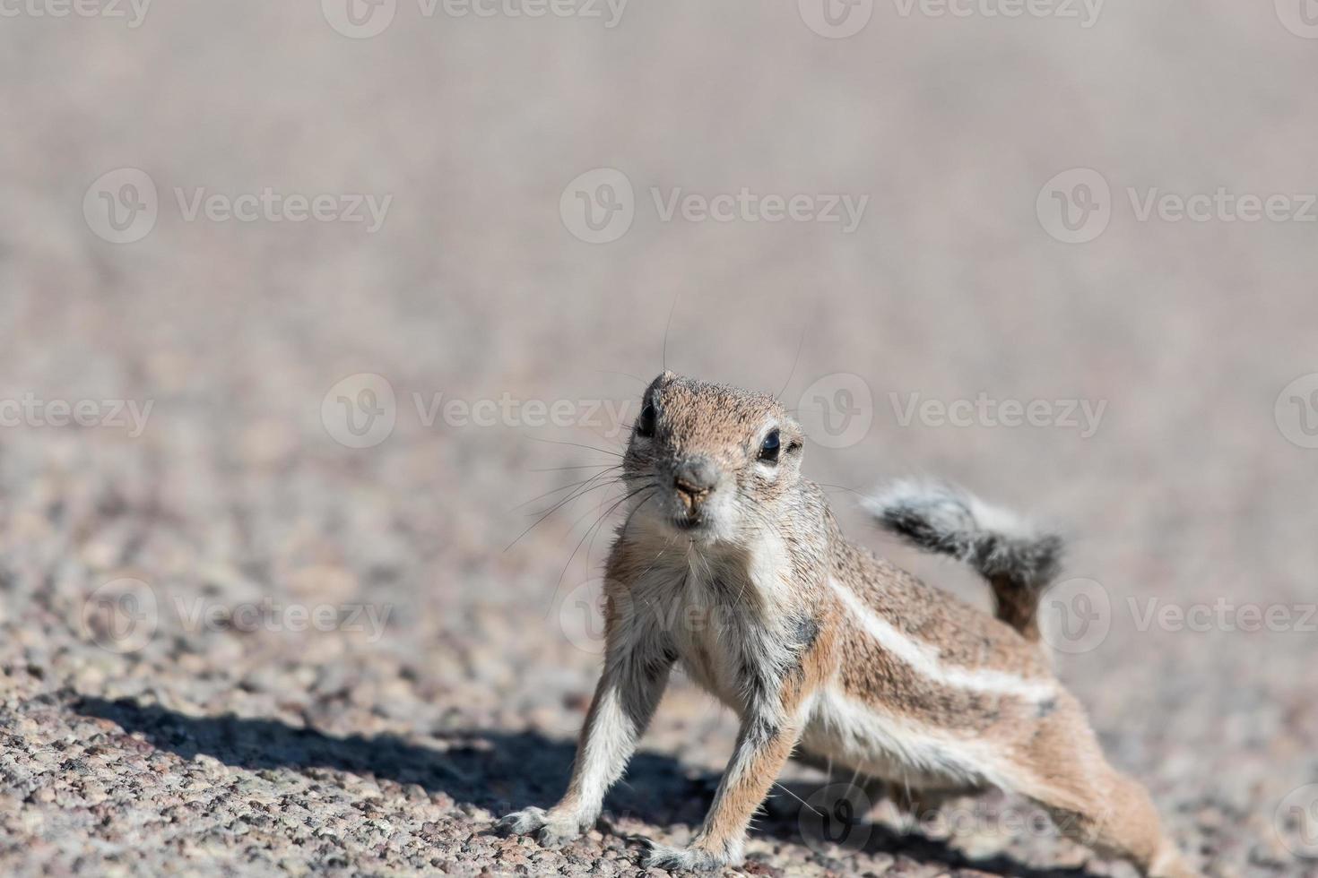 ein einzelnes Weißschwanzantilopeneichhörnchen foto