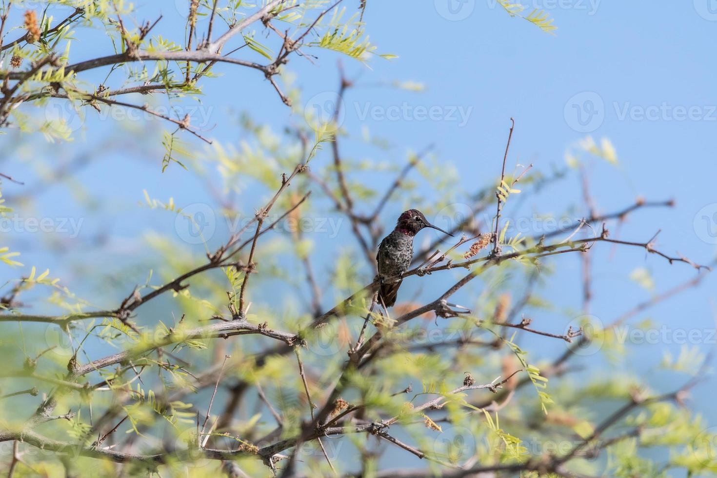 ein kleiner Kolibri in einem Baum foto