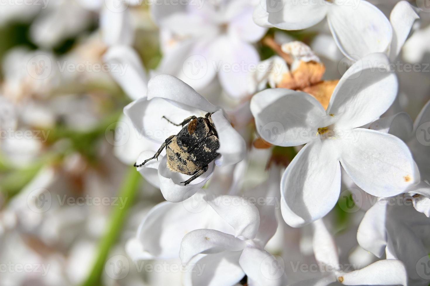 dunkler Käfer zwischen weißen Blüten foto