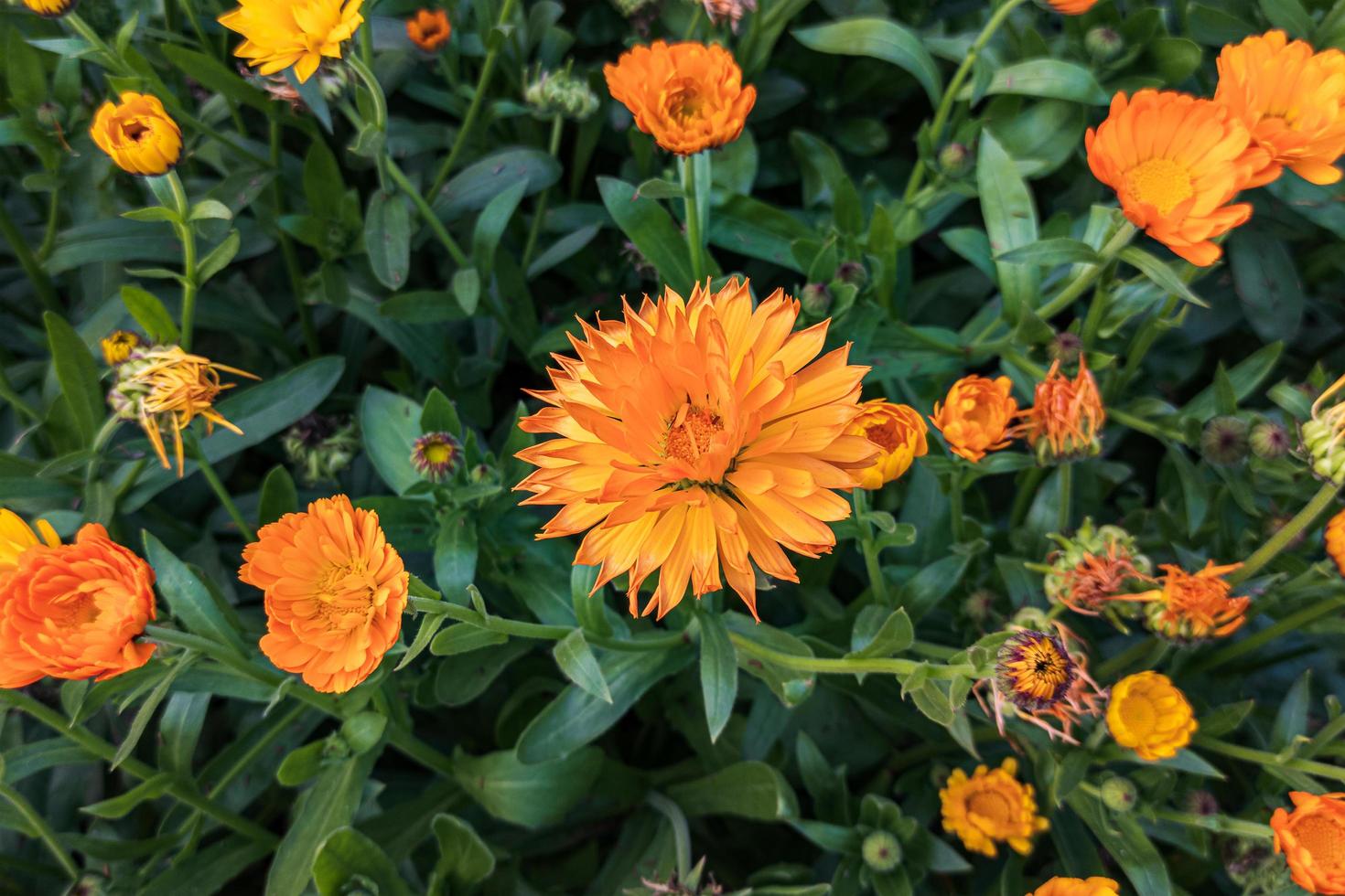 Nahaufnahme schöne orange gelbe Ringelblumenblüten blühen im Garten foto