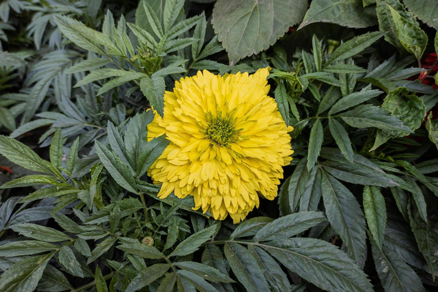 Nahaufnahme einer schönen gelben Ringelblume mit grünen Blättern blühen im Garten foto