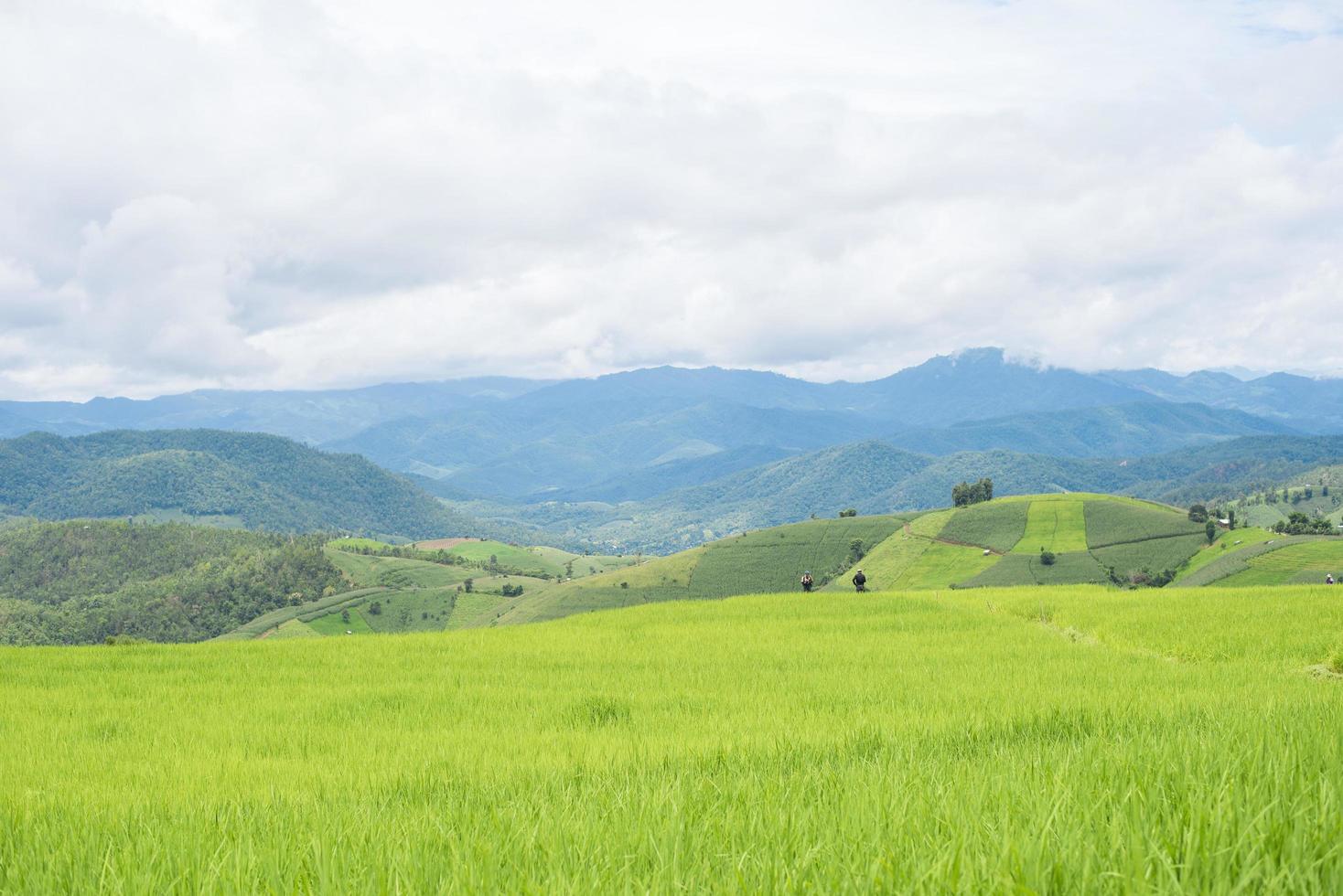 grüne Reisterrassen auf den Philippinenphil foto
