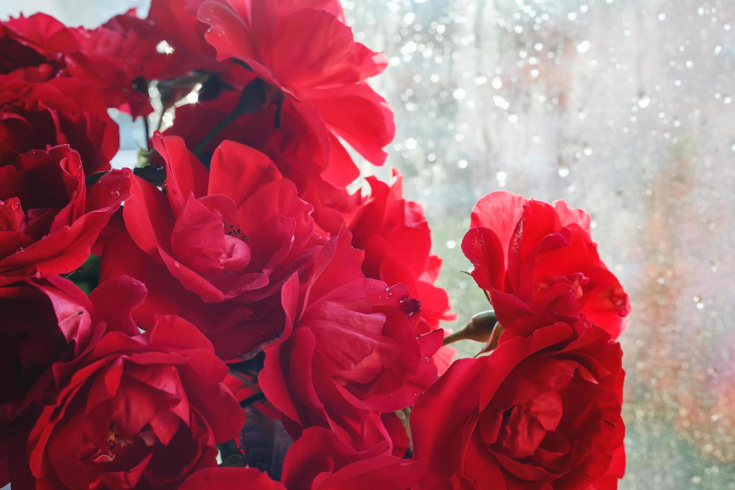 Strauß roter Rosen auf dem Hintergrund des Fensters foto