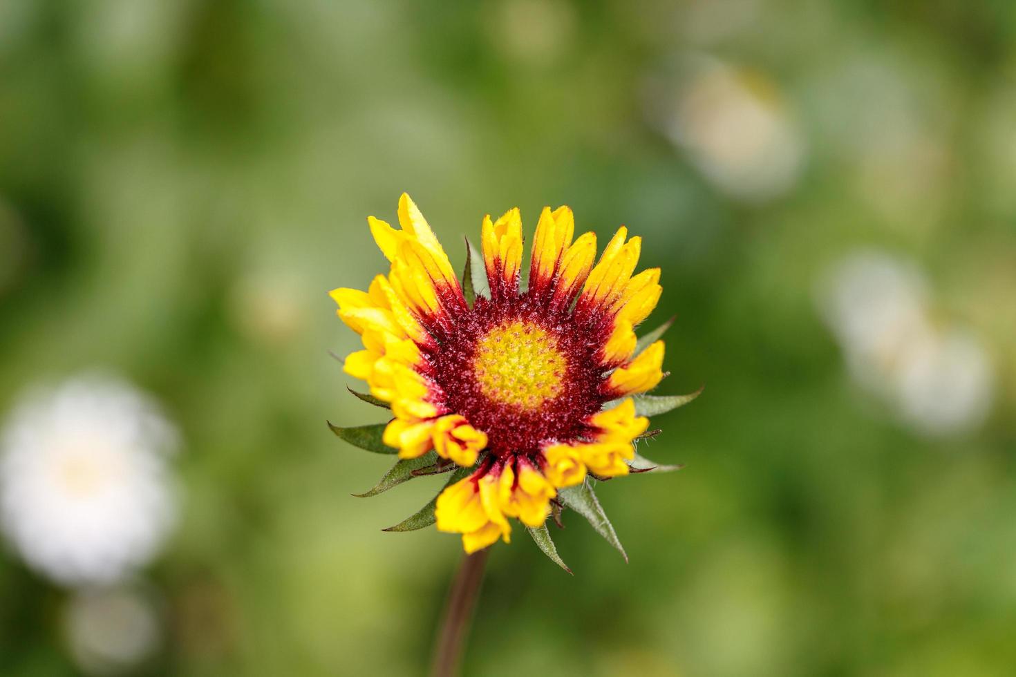 wildes gänseblümchen natürliches licht foto