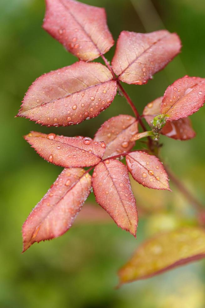 wilde Vegetation Regentage foto