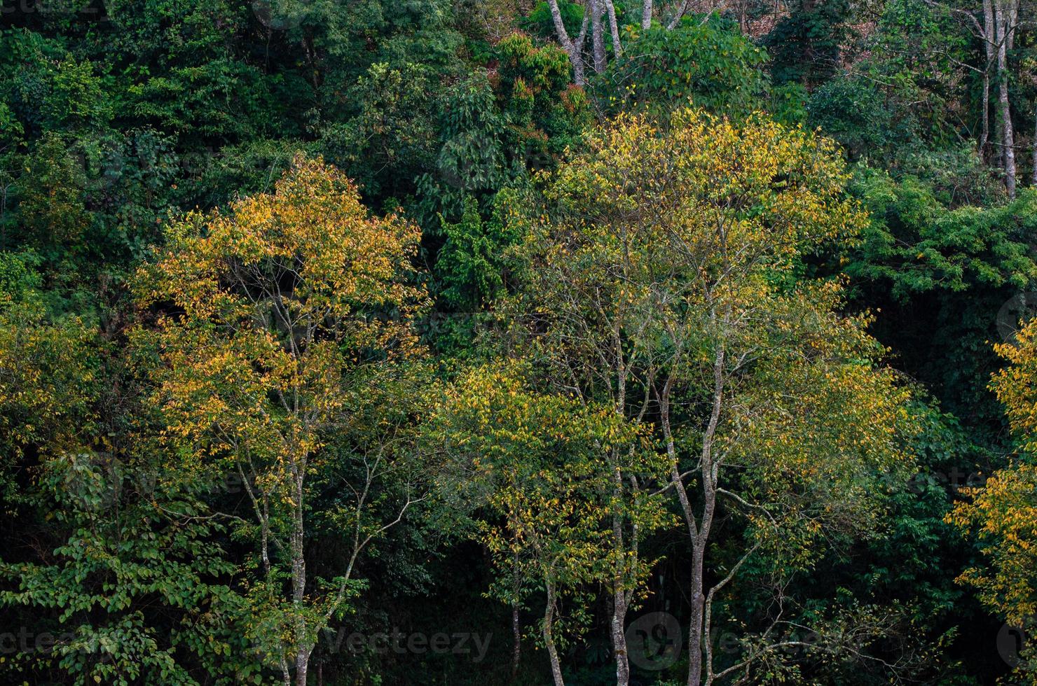 gelber Blattbaum grüner Frühling auf der Teefarm Bio-Teefarm 2000 doi ang khang chiang mai thailand foto