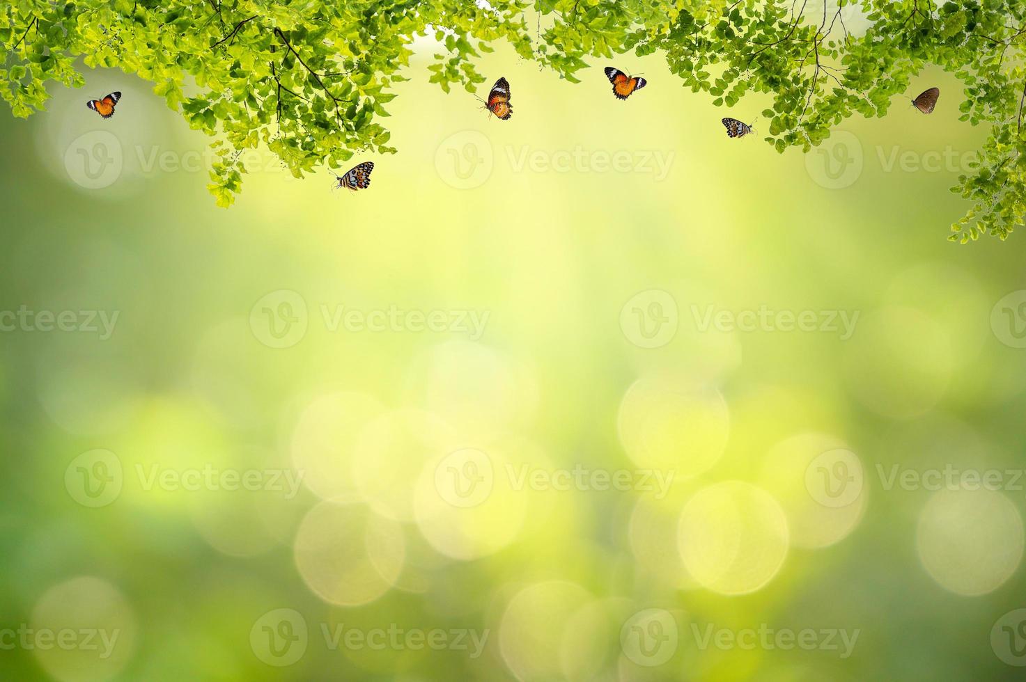 blatt hintergrund bokeh verwischen grünen hintergrund foto