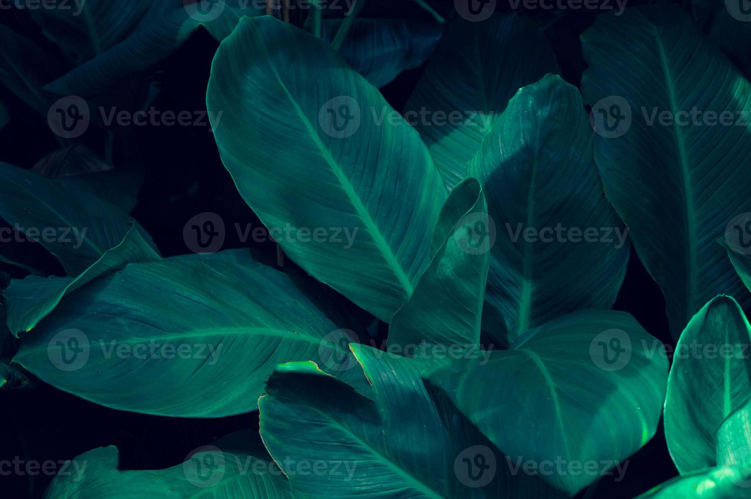 Blätter Calathea ornata Nadelstreifen Hintergrund blau foto