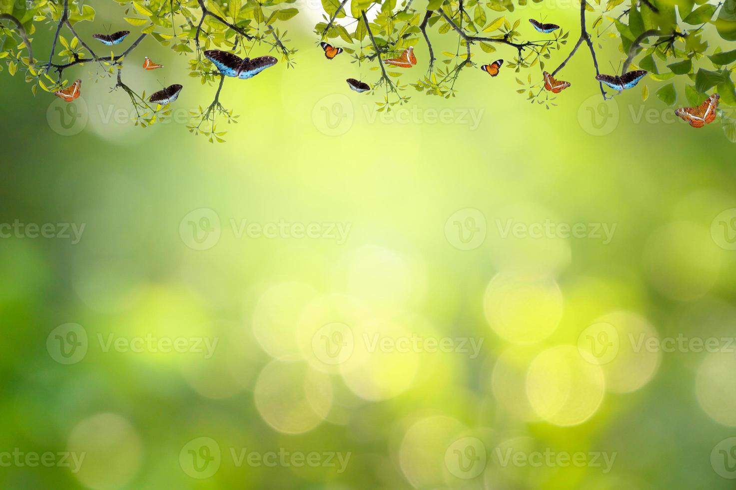 blatt hintergrund bokeh verwischen grünen hintergrund foto