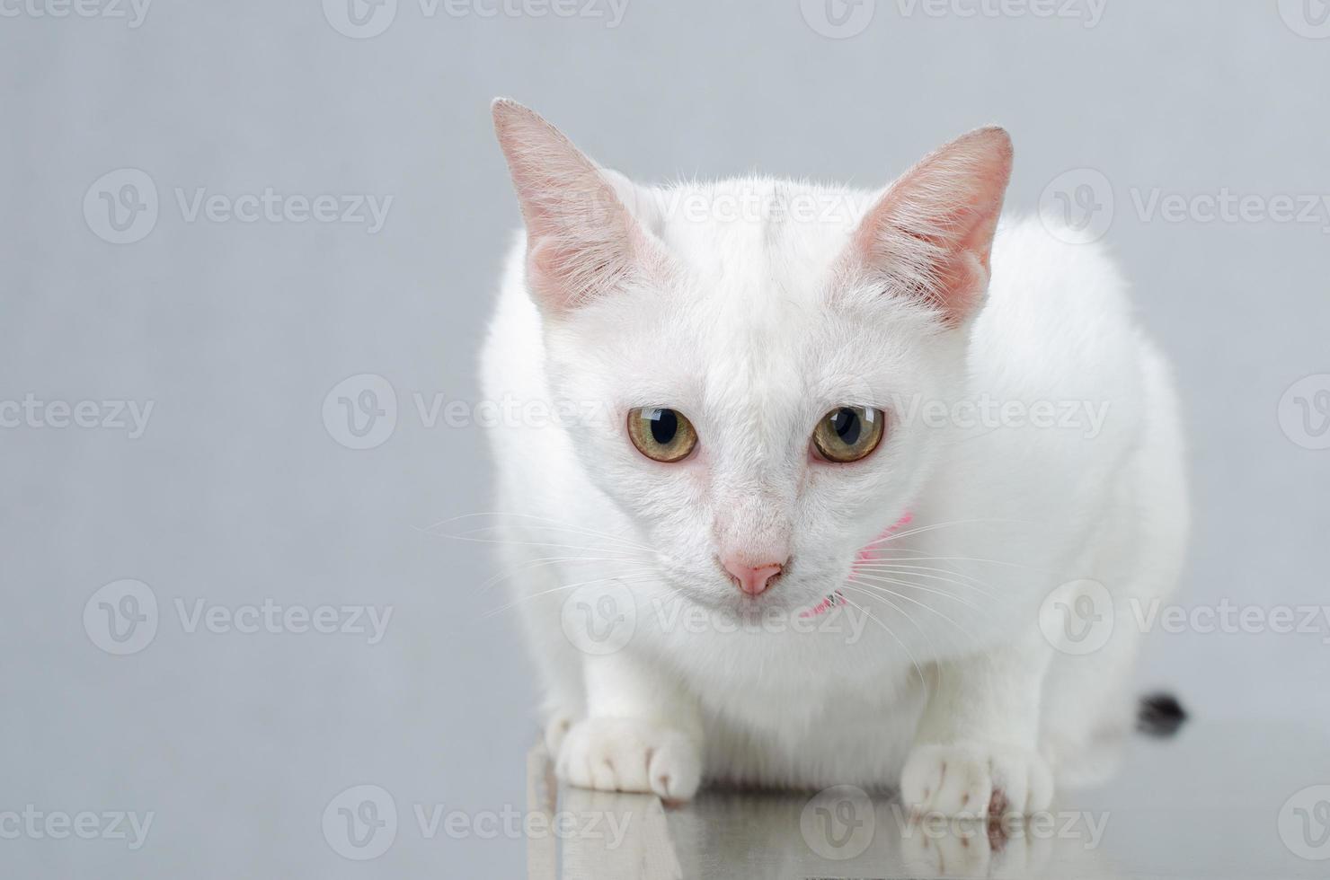 weißes Kätzchenporträt einer reinen weißen Katze mit Augen auf isoliertem Hintergrund, Vorderansicht foto