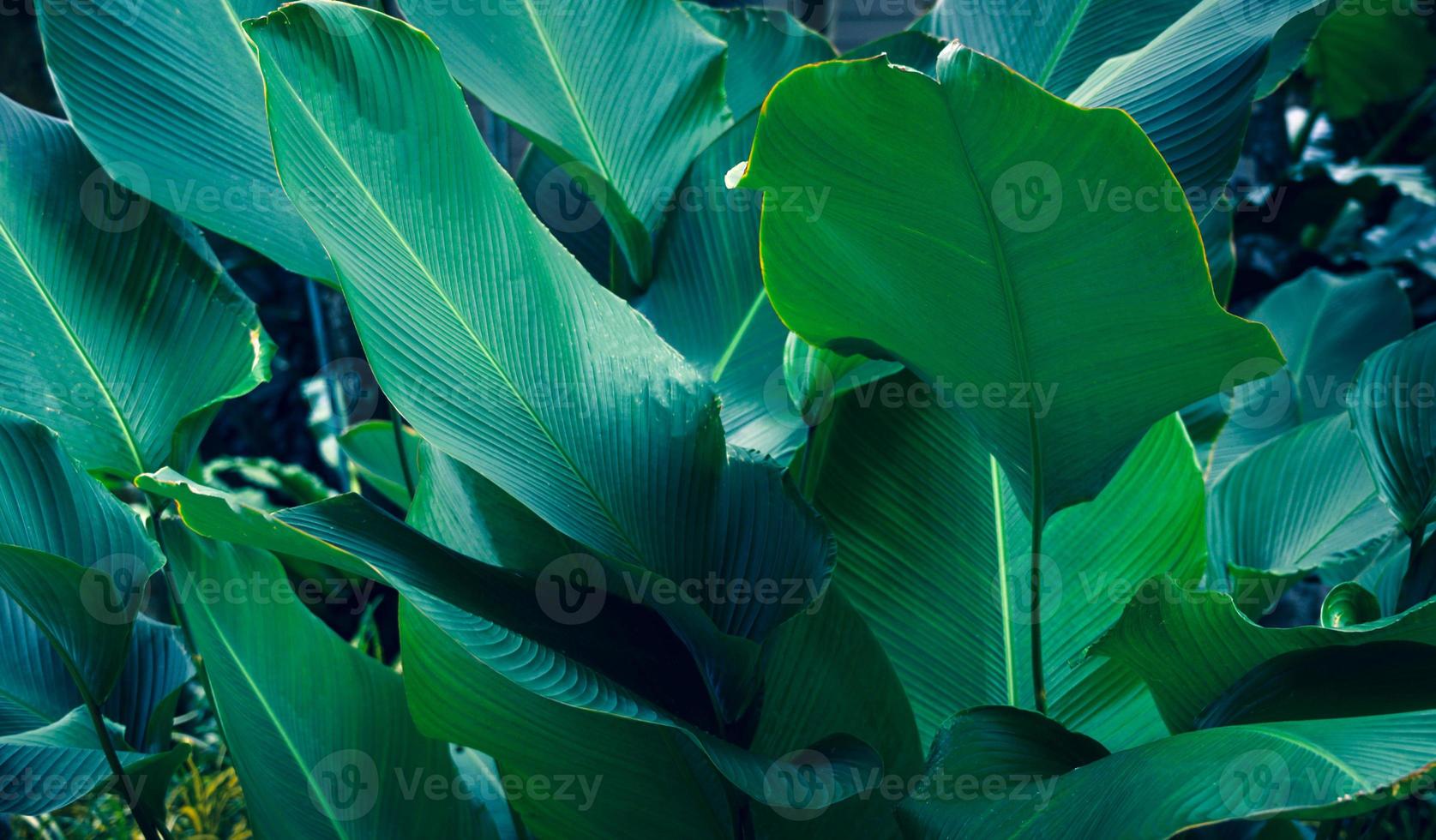 Blätter Calathea ornata Nadelstreifen Hintergrund blau foto