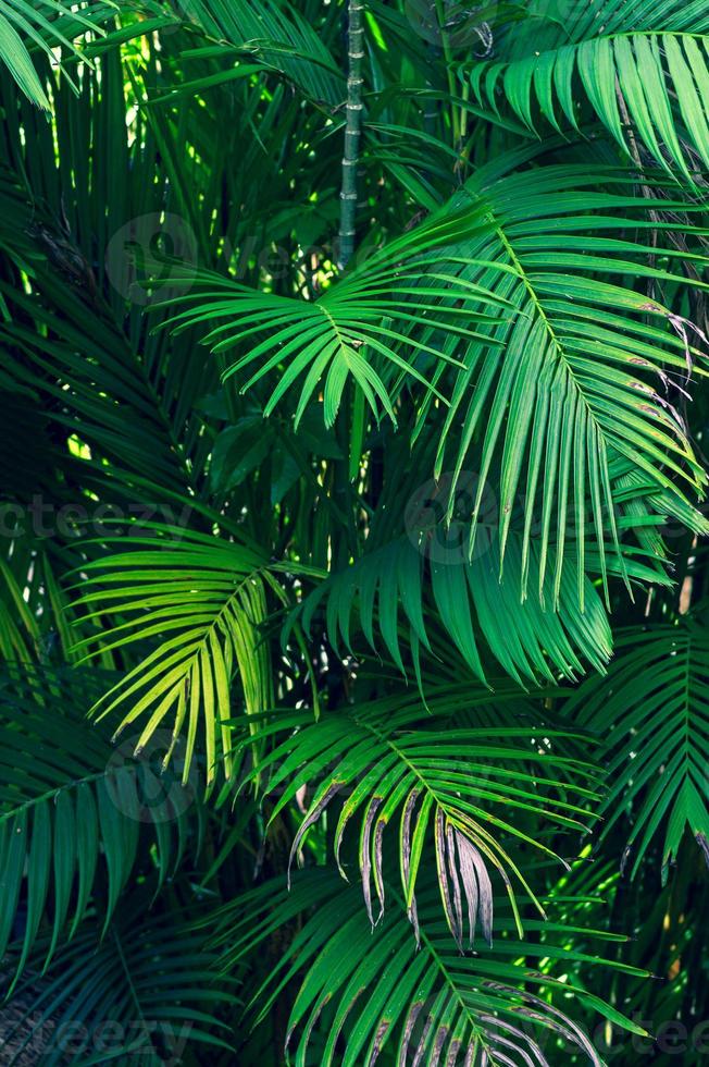 Blätter abstrakte Palmen tropische Blätter bunte Blume auf dunklem tropischem Laub Natur Hintergrund dunkelblaues Laub Natur foto