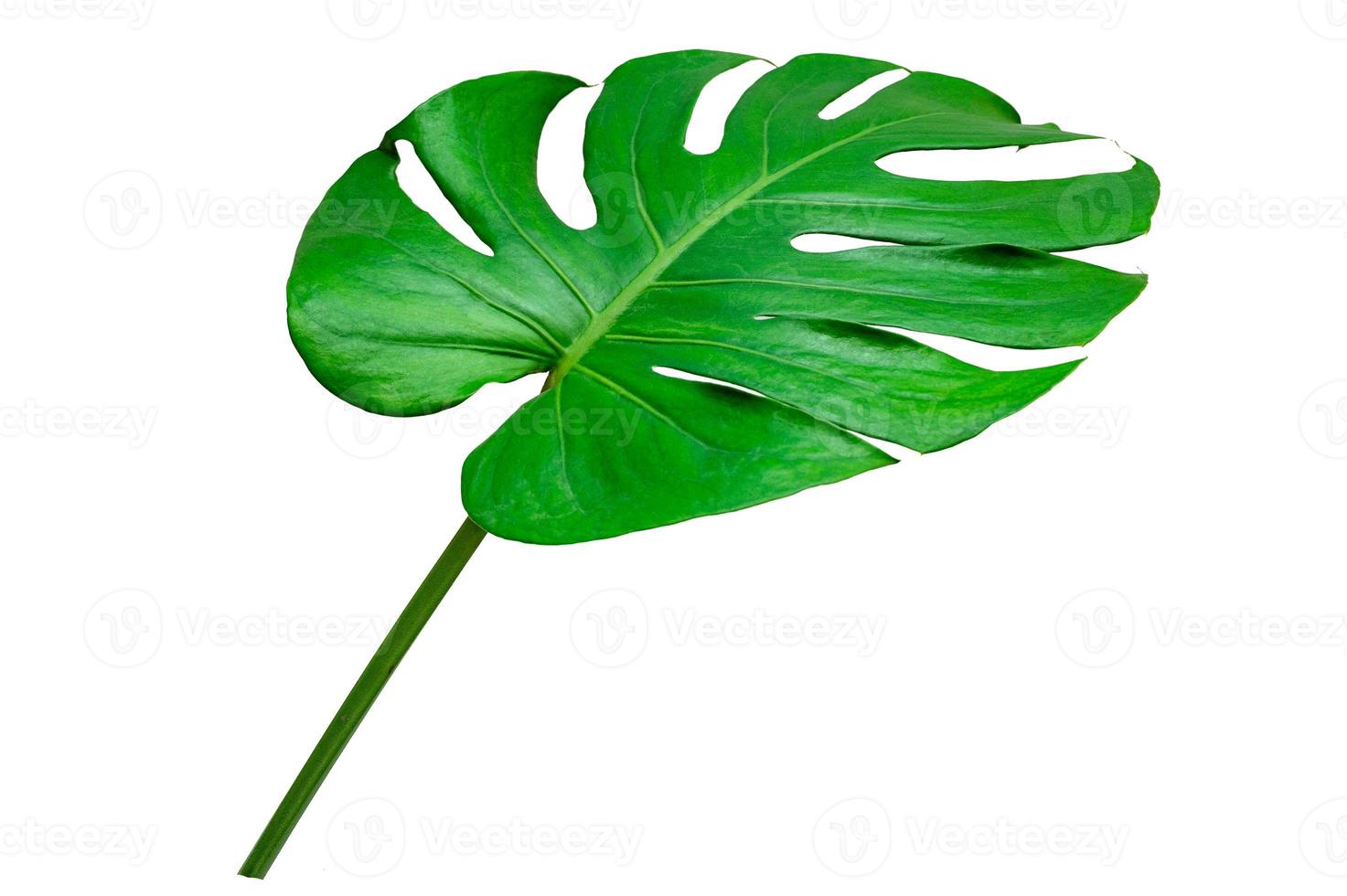 Monstera Blätter Blätter mit Isolat auf weißem Hintergrund Blätter auf Weiß foto