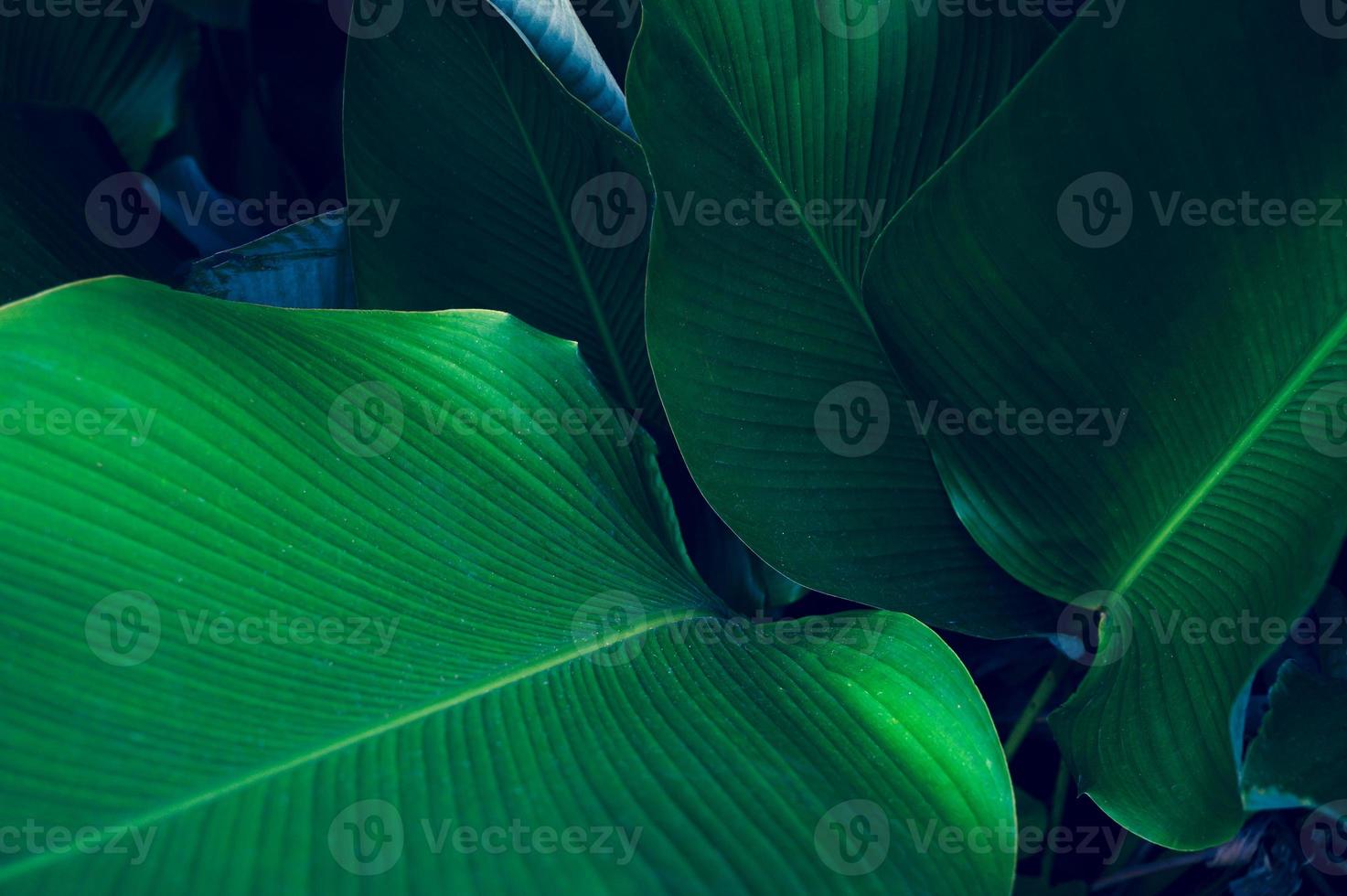 tropische Blätter bunte Blume auf dunklem tropischem Laub Natur Hintergrund dunkelgrünes Laub Natur foto