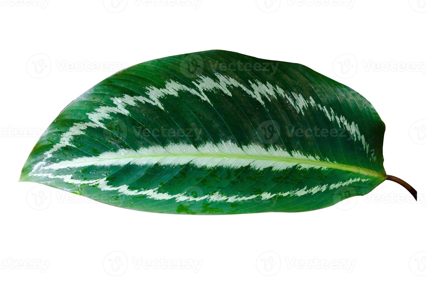 Blätter Calathea Ornata Nadelstreifen Hintergrund weiß isolieren foto