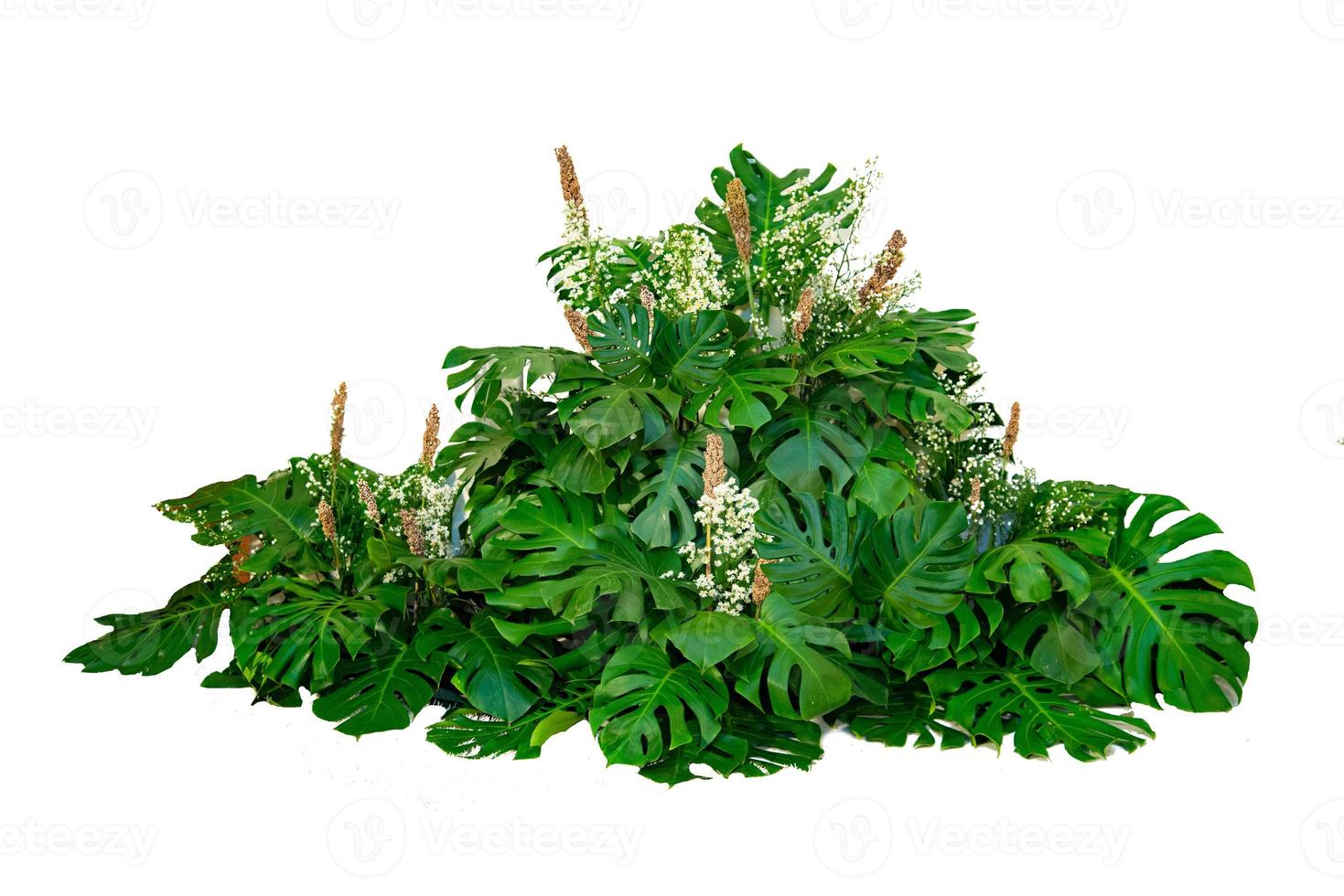 Monsterblätter verwendet in modernen Designs tropische Blätter Laub Pflanze Busch Blumenarrangement Natur Hintergrund isoliert foto
