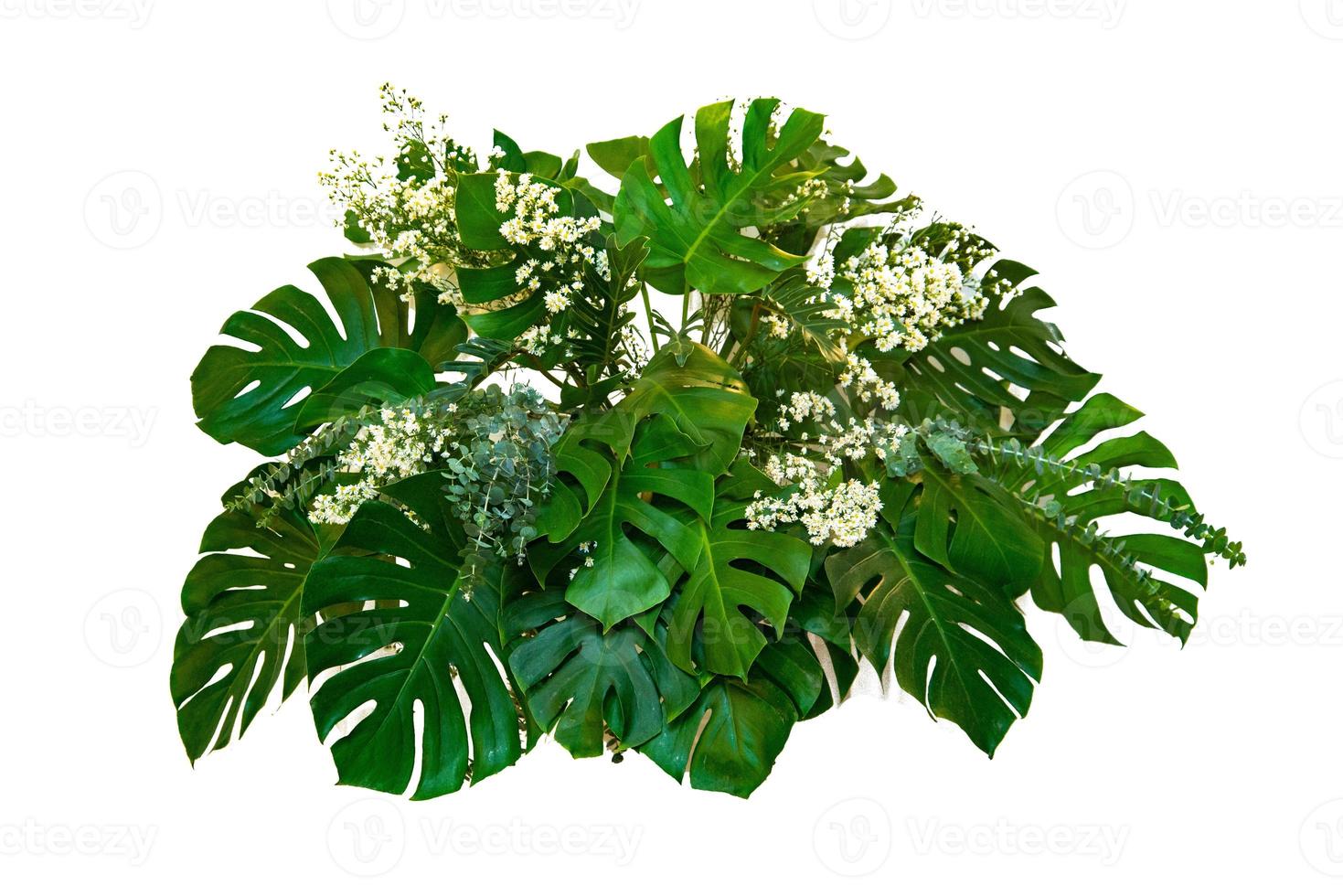Monsterblätter verwendet in modernen Designs tropische Blätter Laub Pflanze Busch Blumenarrangement Natur Hintergrund isoliert foto