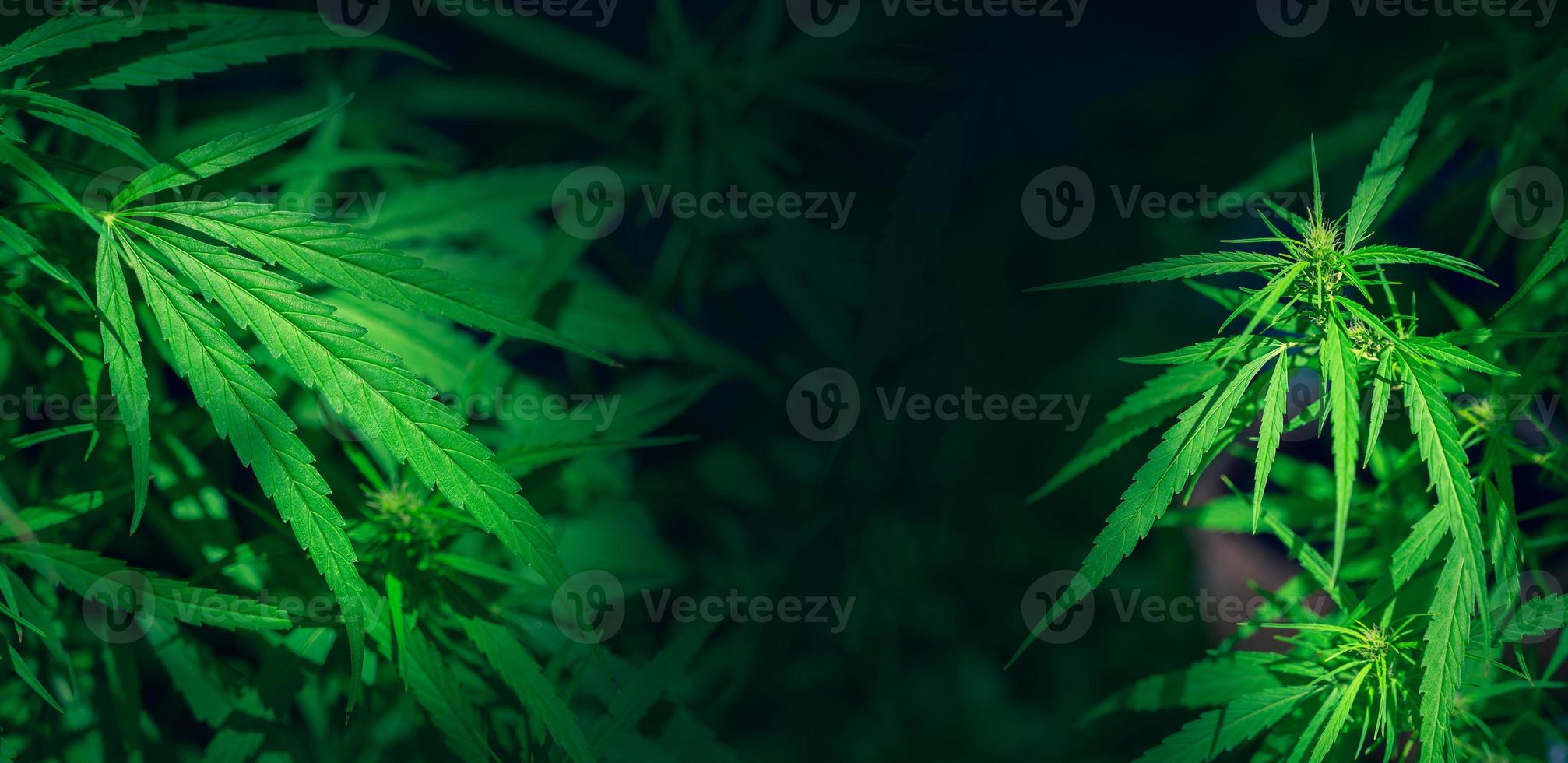 grüner Hanfblatt-Marihuana-Hintergrund Folhas de Maconha Cannabis foto
