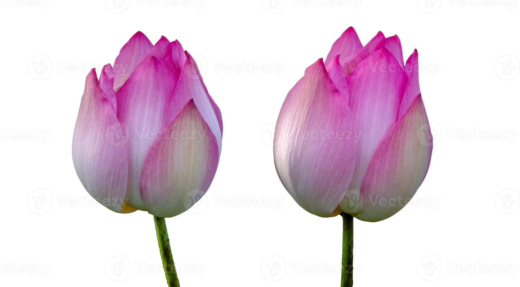 Lotus Royal Pink isolieren weißen Hintergrund foto