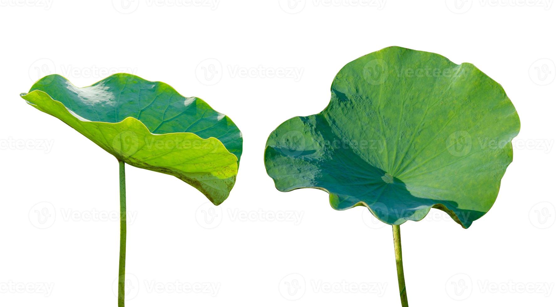 Lotusblatt isolieren 2 Sammlung von weißem Hintergrund foto