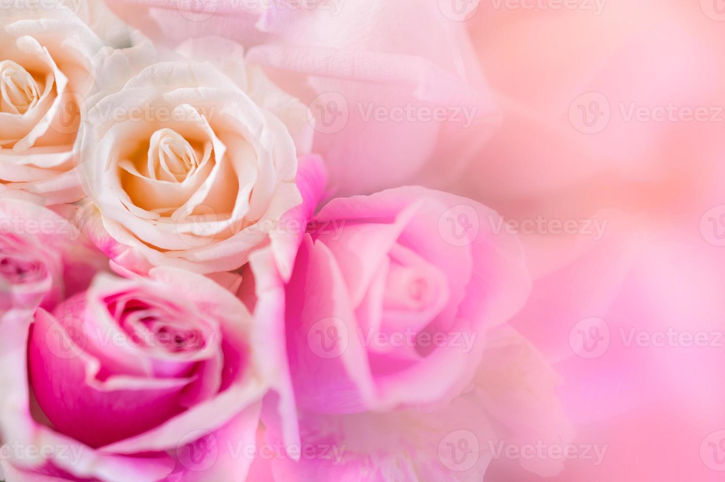 rosa rosen hintergrund verwischen valentinstag foto