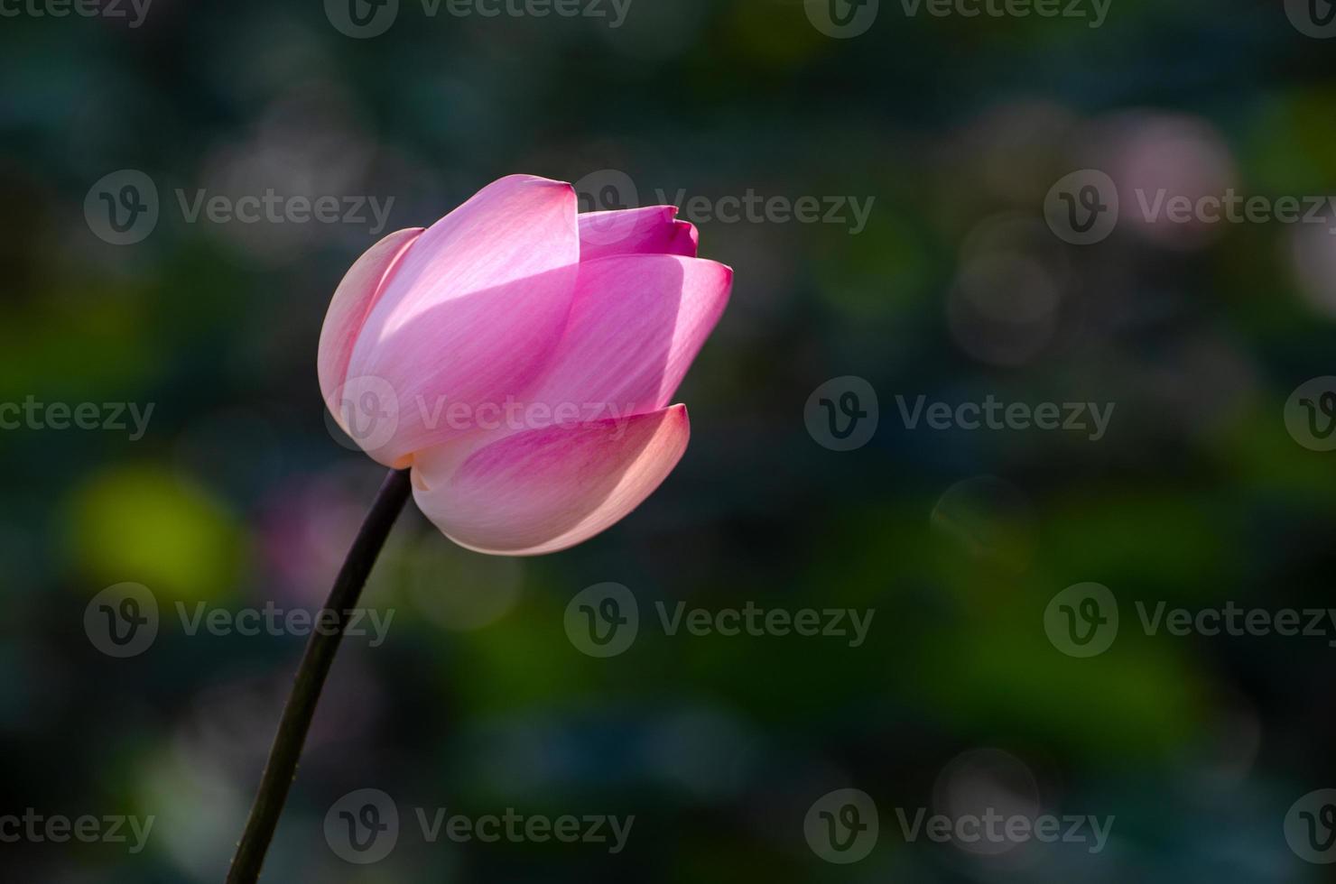 Lotusrosa schwebender Lichtschein Bokeh Hintergrund foto