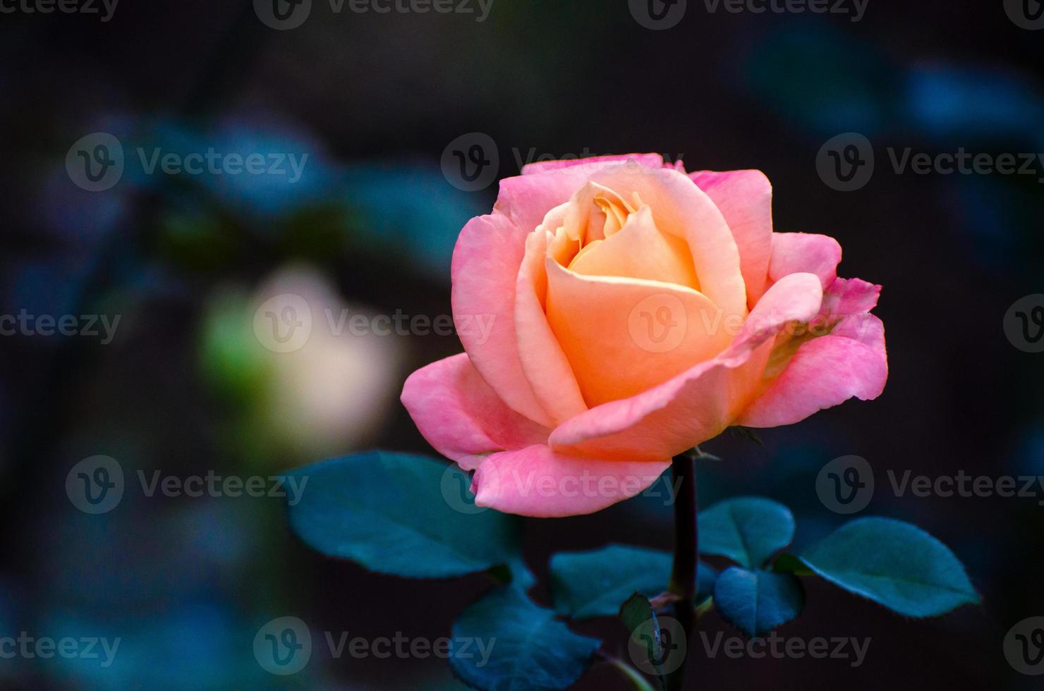 orange gelbe Rosen blauer Hintergrund foto