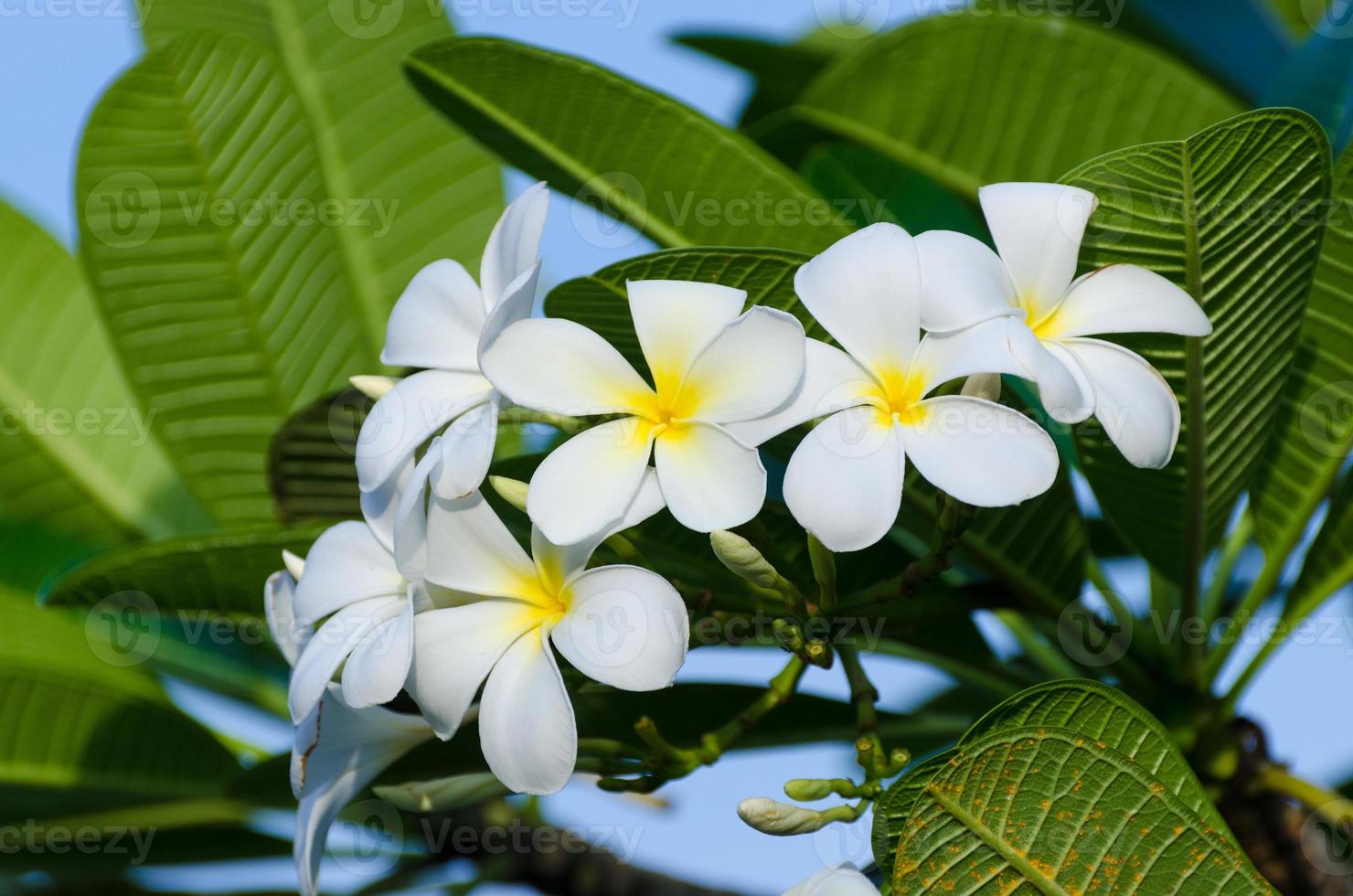 Frangipani Blumen Blumenstrauß weißer Hintergrund mit grünen Blättern foto