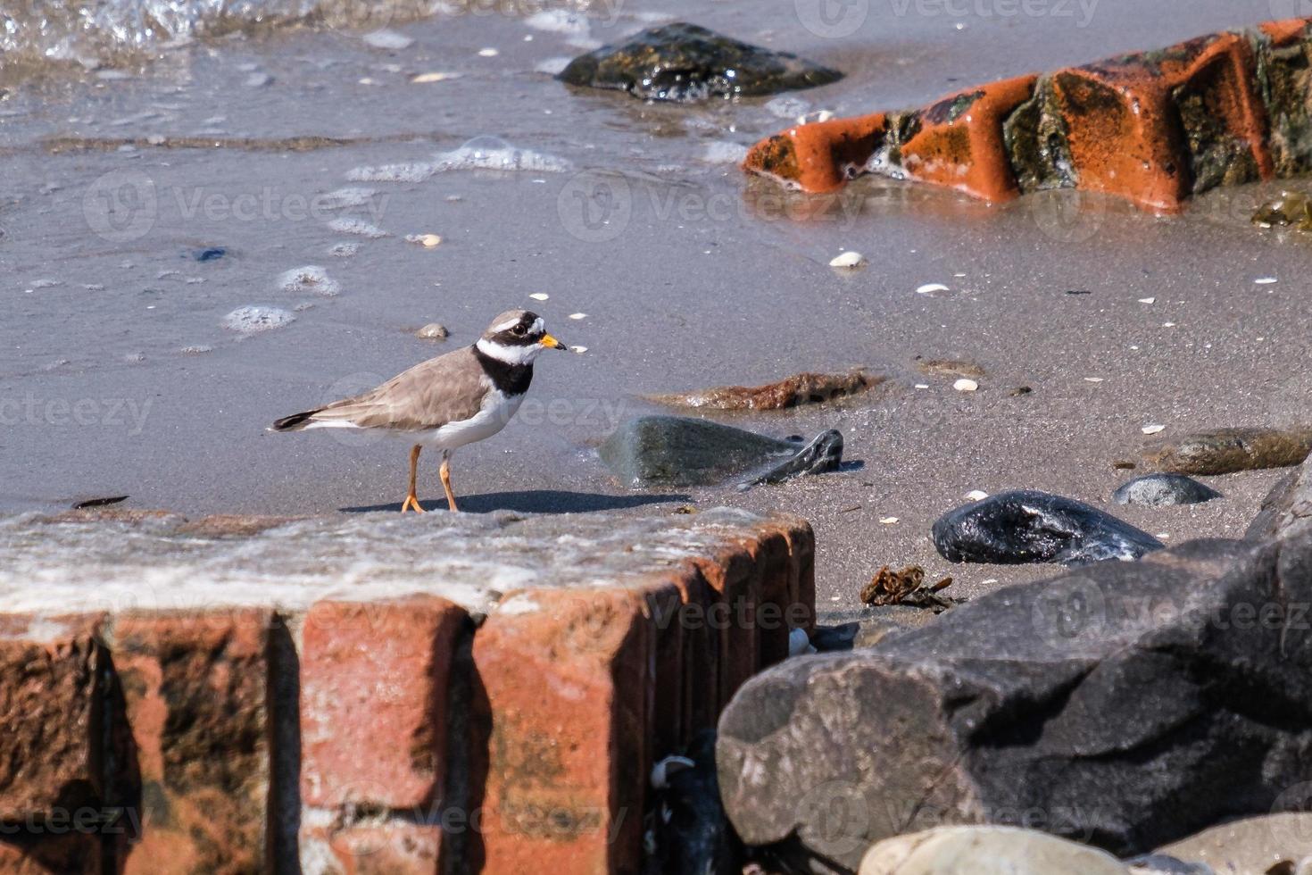 Flussregenpfeifer (Charadrius Hiaticula) Holywood Nordirland Vereinigtes Königreich foto