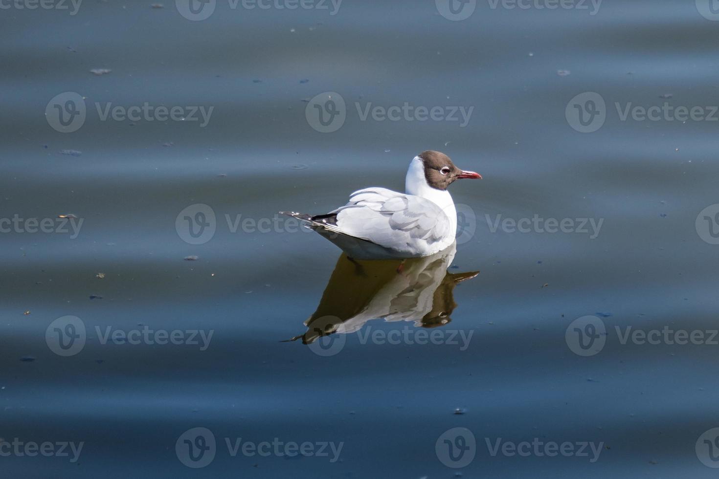 Lachmöwe Chroicocephalus Ridibundus Holywood Nordirland Vereinigtes Königreich foto