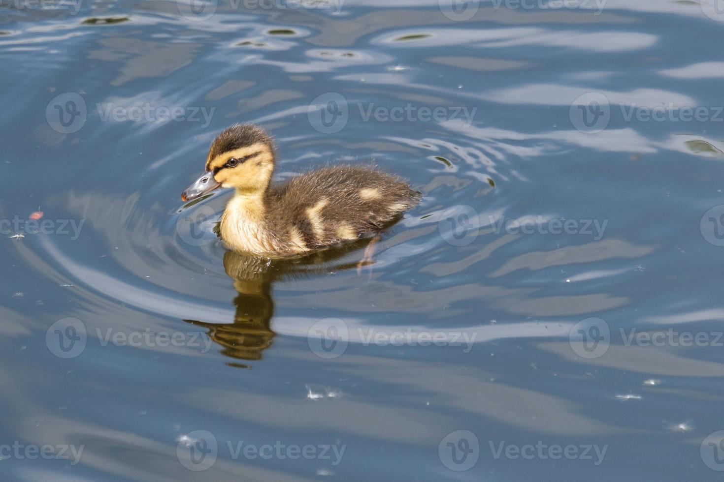 Stockente Anas Platyrhynchos Lagan River Belfast Nordirland Vereinigtes Königreich foto