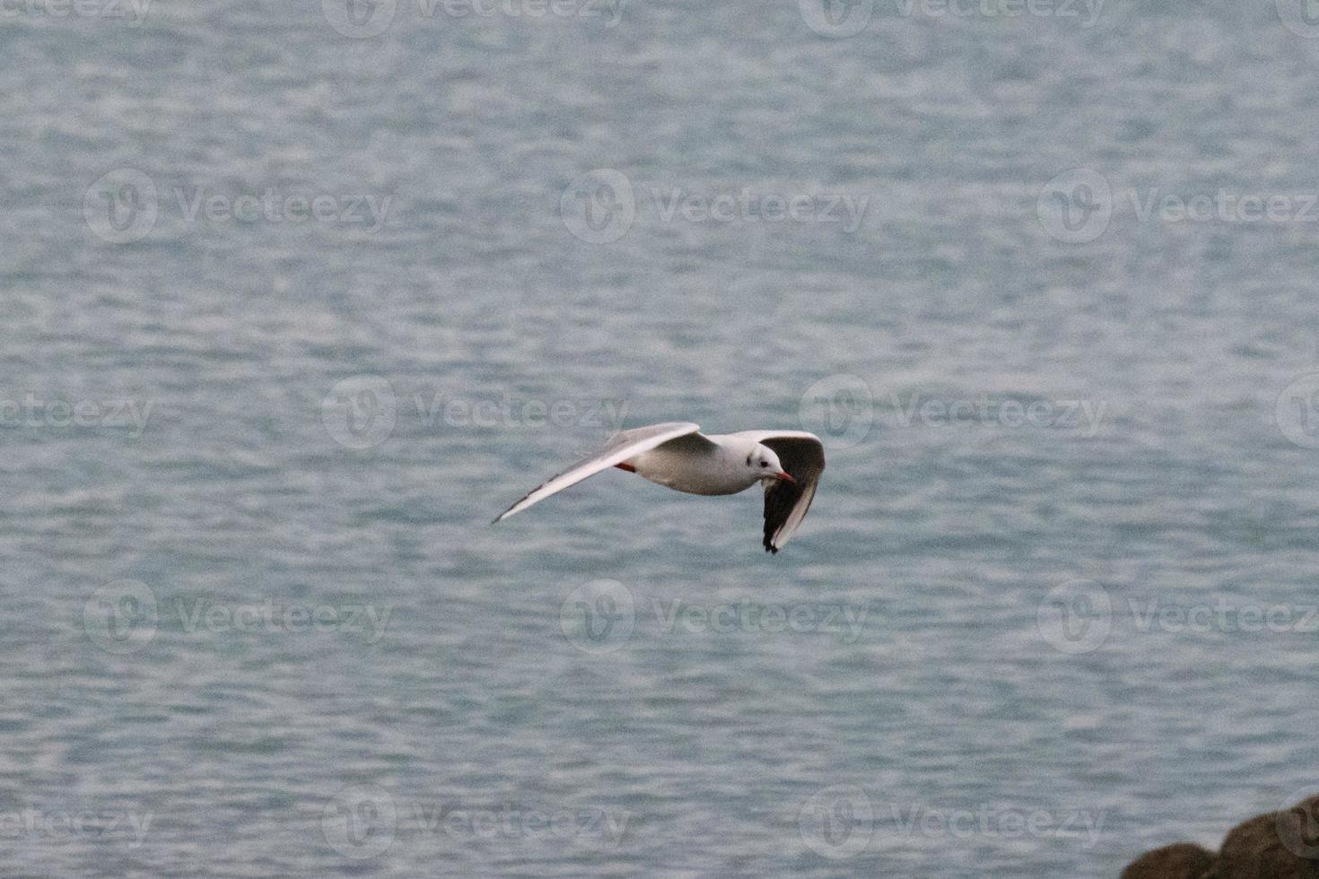 Möwe fliegt über die Küste von Nordirland uk foto