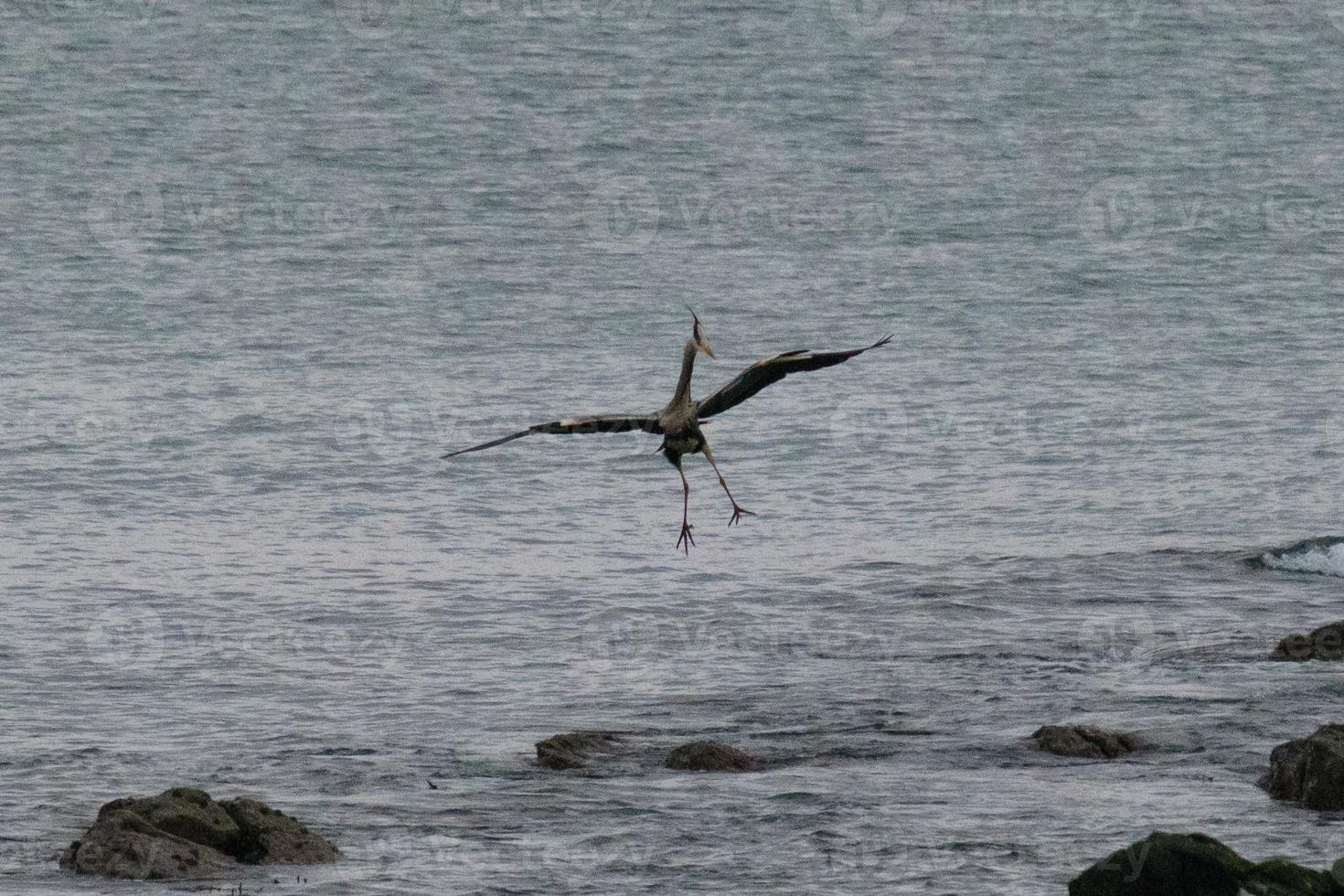 Graureiher Ardea Cinerea Nordirland Vereinigtes Königreich foto