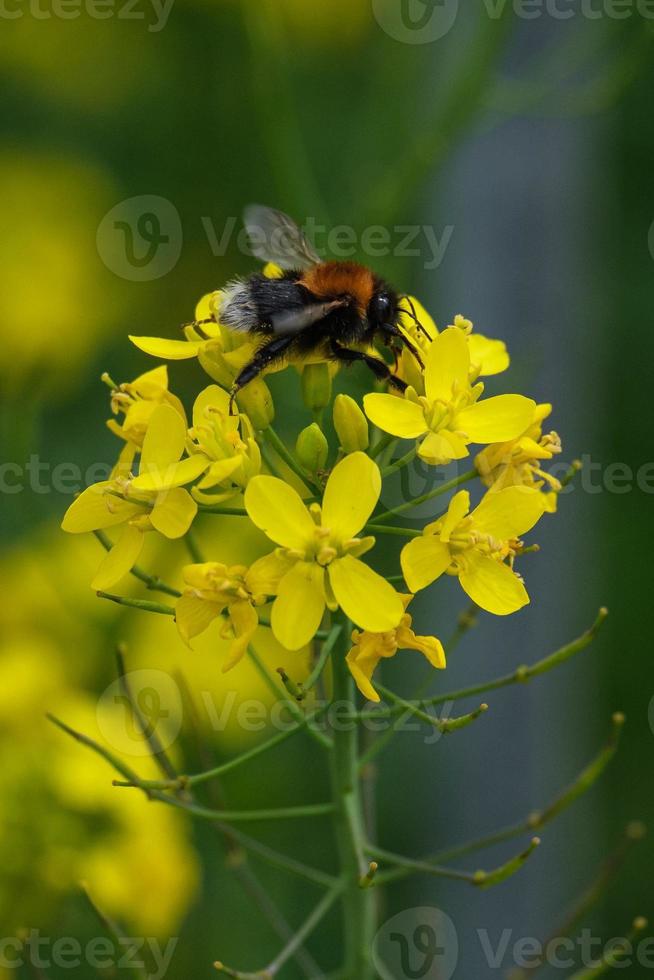 Baum Hummel Bombus Hypnorum lagan River Belfast Nordirland Vereinigtes Königreich foto