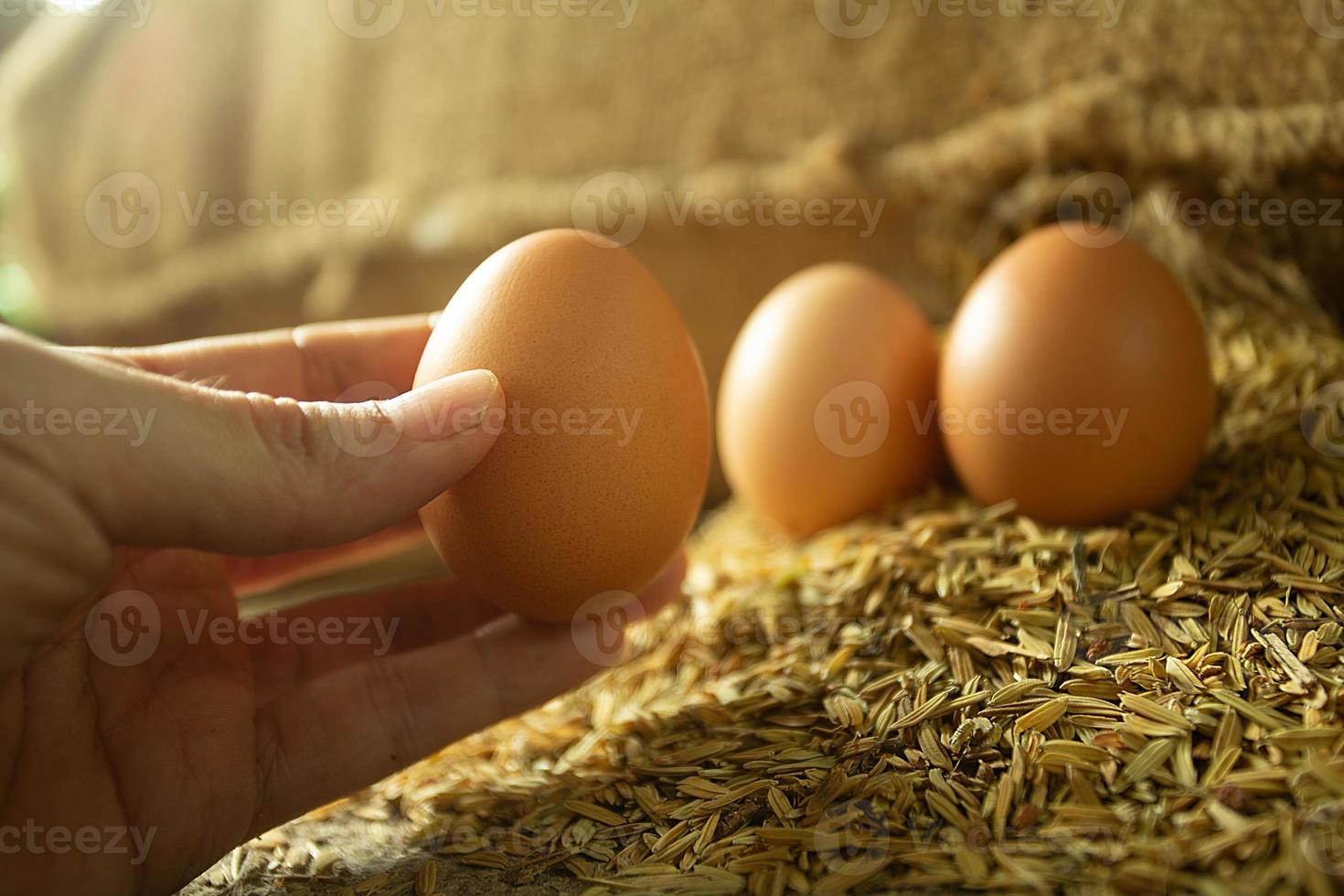 Hand pflückt ein Ei aus der Schale zum Kochen mit goldenem Lichtfoto foto