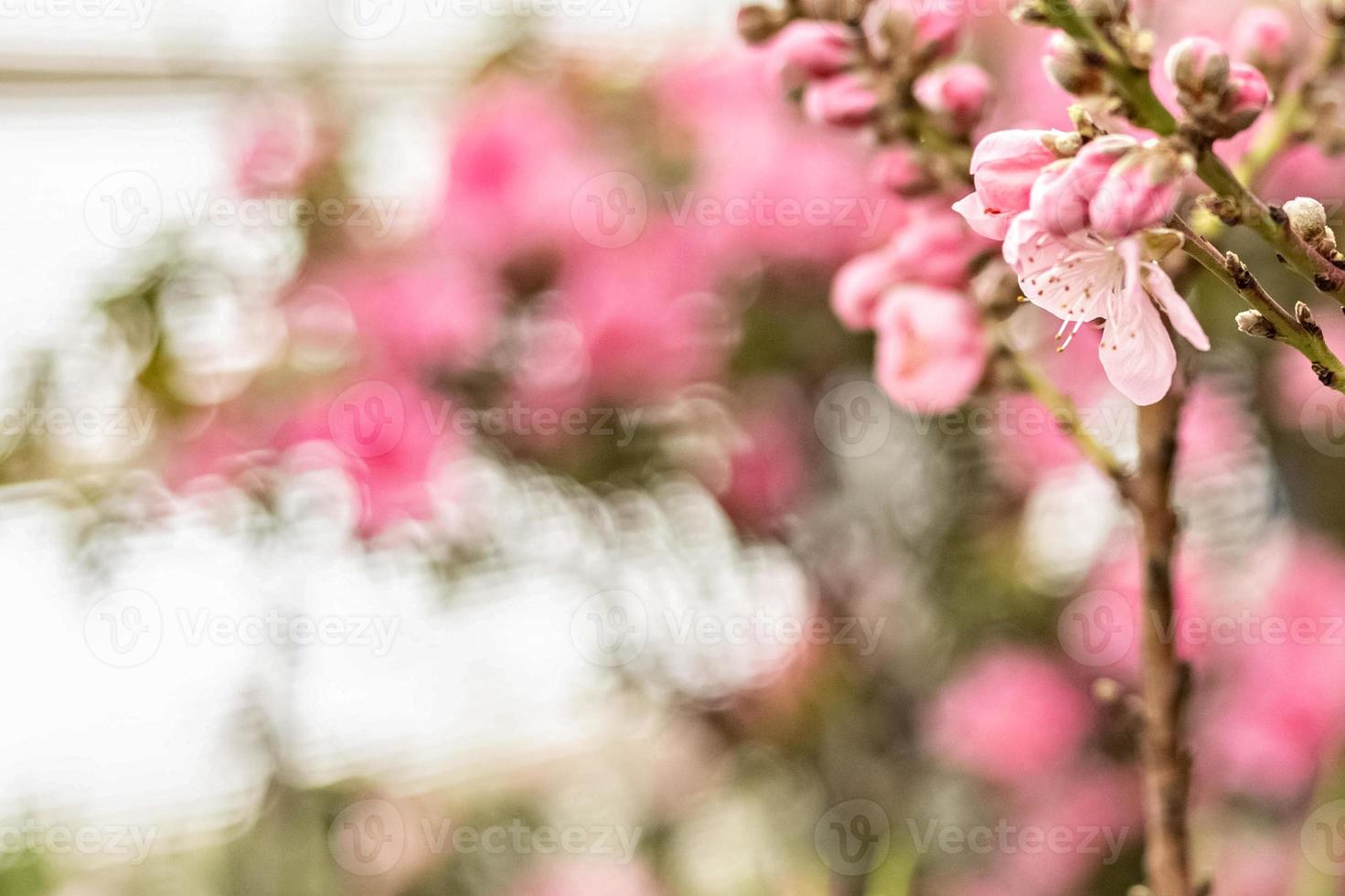 schöner Blumenfrühlingszusammenfassungsnaturhintergrund. Zweige mit rosa Kirschblüten, Sakura. für Oster- und Frühlingskarten mit Textfreiraum foto