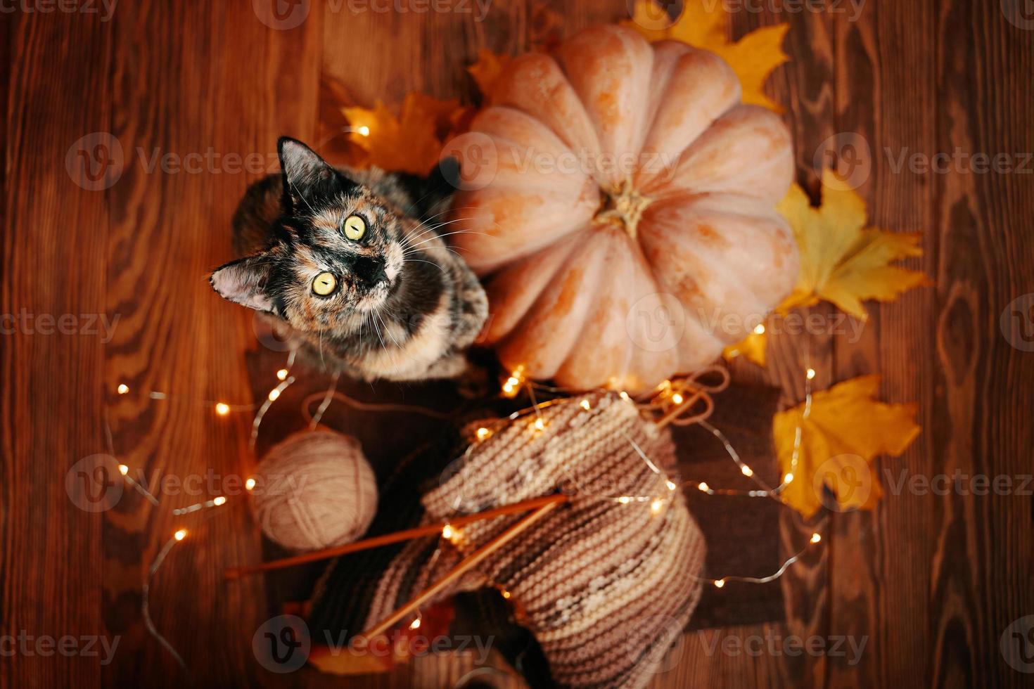 Draufsicht auf ein süßes Kätzchen, einen orangefarbenen Kürbis, Blätter und einen Schal. foto