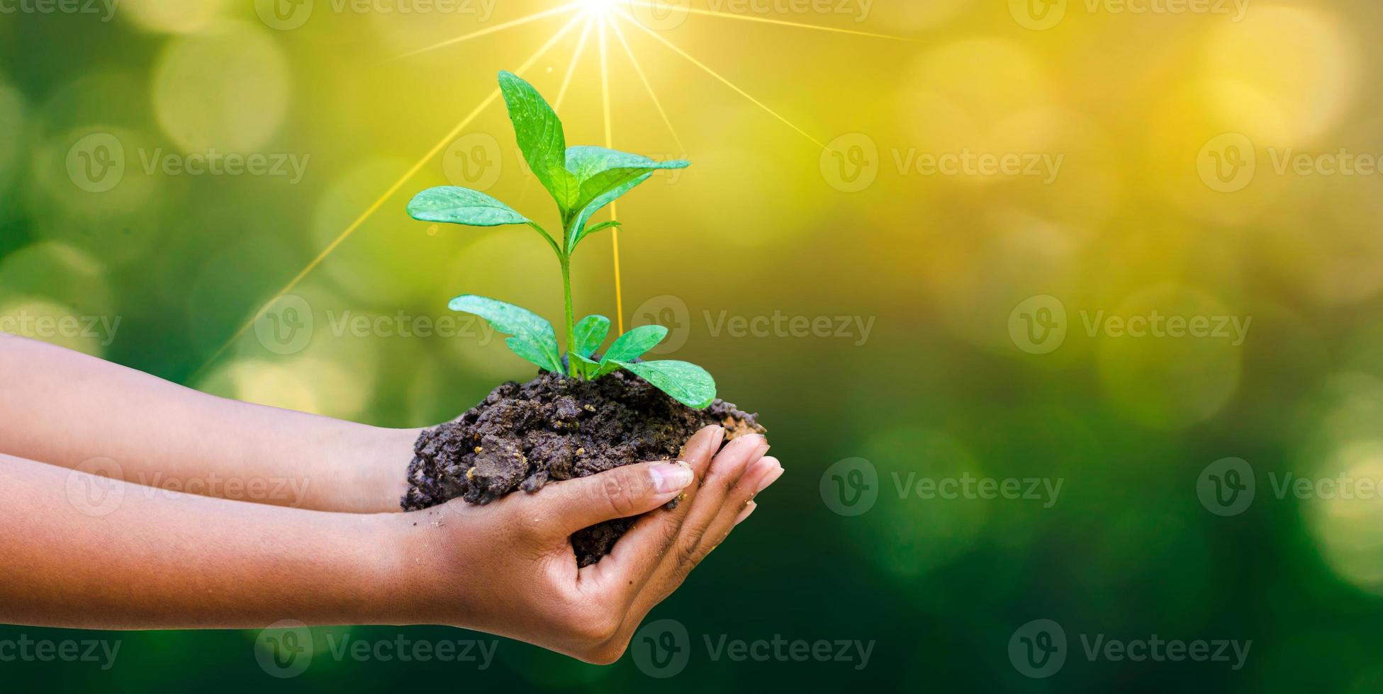 in den Händen von Bäumen, die Setzlinge wachsen lassen. Bokeh grüner Hintergrund weibliche Hand, die Baum auf Naturfeldgraswalderhaltungskonzept hält foto